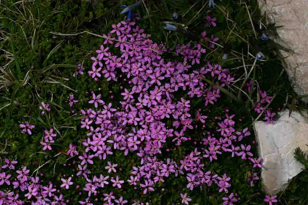 Silene acaulis subsp. bryoides / Silene acaule